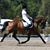 Carol Bohn's profile image