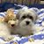 Laurie Okino's profile image
