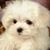 Bea Pomeraniec's profile image