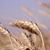 Kay Unruh's profile image