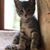 Lindsey Neltnor Stanton's profile image