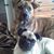 Darlene Pedregon's profile image