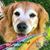 Diane Bilger's profile image