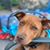 Darci Stout Albrecht's profile image