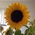 Kristin Morrissette-Renner's profile image