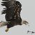 Patty Foster's profile image