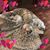 Dee Krause's profile image