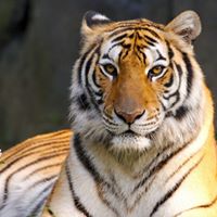 Susie Woodin's profile image