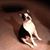 Cheryl Kirkley Stelzer's profile image