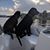 Sheila Curry's profile image