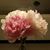 Jackie Cudd Blowers's profile image