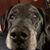 Lori Sogoloff Gorman's profile image