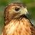 Suzanne McDonald's profile image