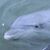 Judi Greene Murray's profile image