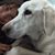 Amy Taylor's profile image