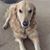 Caron Lumsden's profile image