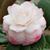 Denise Marie's profile image