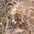 Raj Shah's profile image