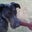 John Capelle's profile image