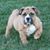 Dave Brown's profile image