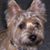 Dianne Ferreira's profile image