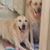 Peggy Piper Schenk's profile image