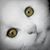Modarra Mod's profile image