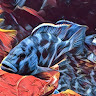Ozzy’s Fish B.'s profile image