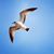 Karol Gulledge Bryant's profile image