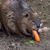 Beaver Serfass's profile image