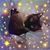 Sherry Randall's profile image