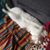Jacqueline Aurensan's profile image