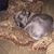 Stacey Phelan Olson's profile image