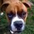 Mark Halmo's profile image