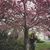 Pegah Soltani's profile image