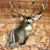 Stuart Moyle II's profile image