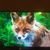 Fran Billingsley Rodgers's profile image