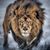 Tracy Romeo's profile image