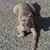 Marco Avitabile's profile image