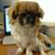 Sue Newman's profile image