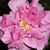 Ann Brock's profile image