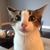 Senita Fetibegovic's profile image