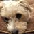 Lili Forouraghi's profile image