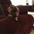 Gail Livengood's profile image