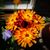 Jolanda Rheden's profile image