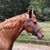 Liz Miller's profile image