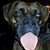 Nate Steers's profile image