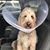 Jennifer Lawson Cavins's profile image