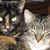 Linda Svezia Daniels's profile image