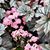 Sandy Armstrong's profile image